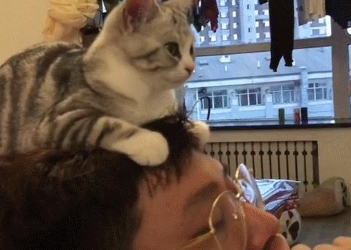 你家猫主子盯着屏幕目不转睛时,到底在看啥? 你家猫主子盯着屏幕目不转睛时,到底在看啥?