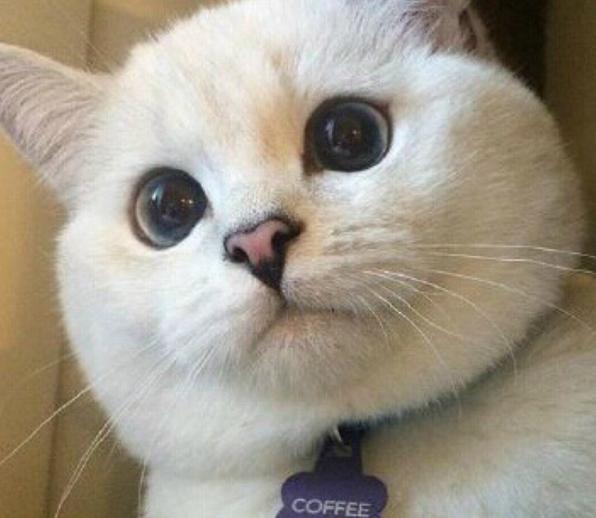 带猫咪做生化检查到底要花多少钱？