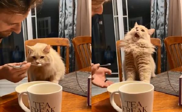 猫咪甩头是耳朵进虫子了吗? 猫咪甩头是耳朵进虫子了吗?