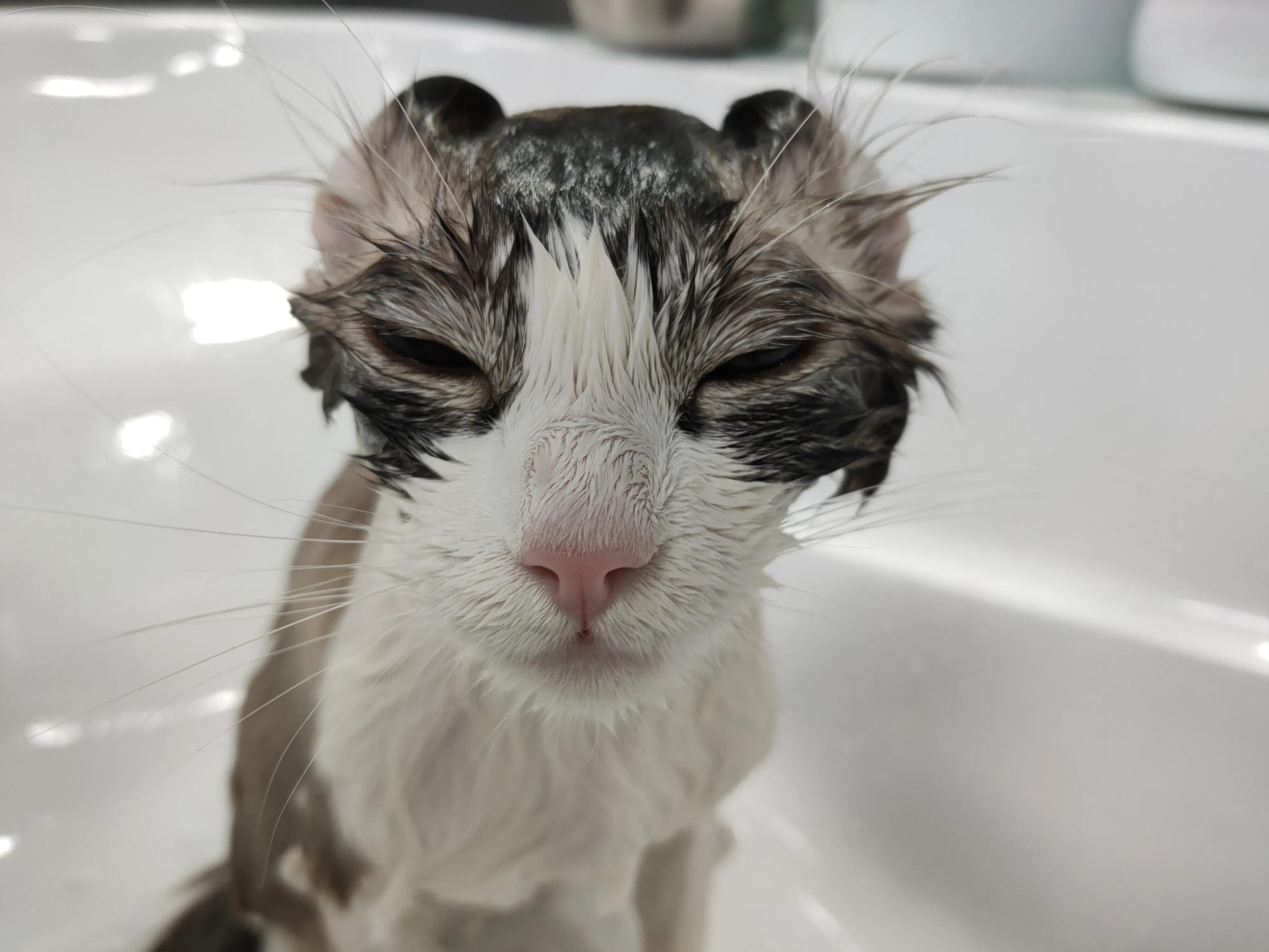 猫咪眼屎变黄就是上火了吗？