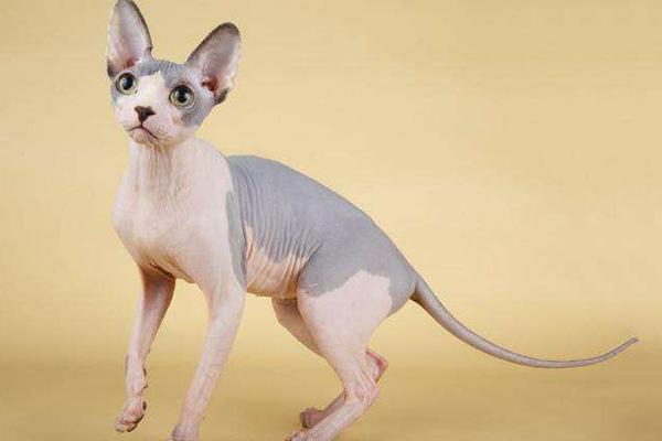 猫咪短视频官网怎么玩才能快速涨粉？