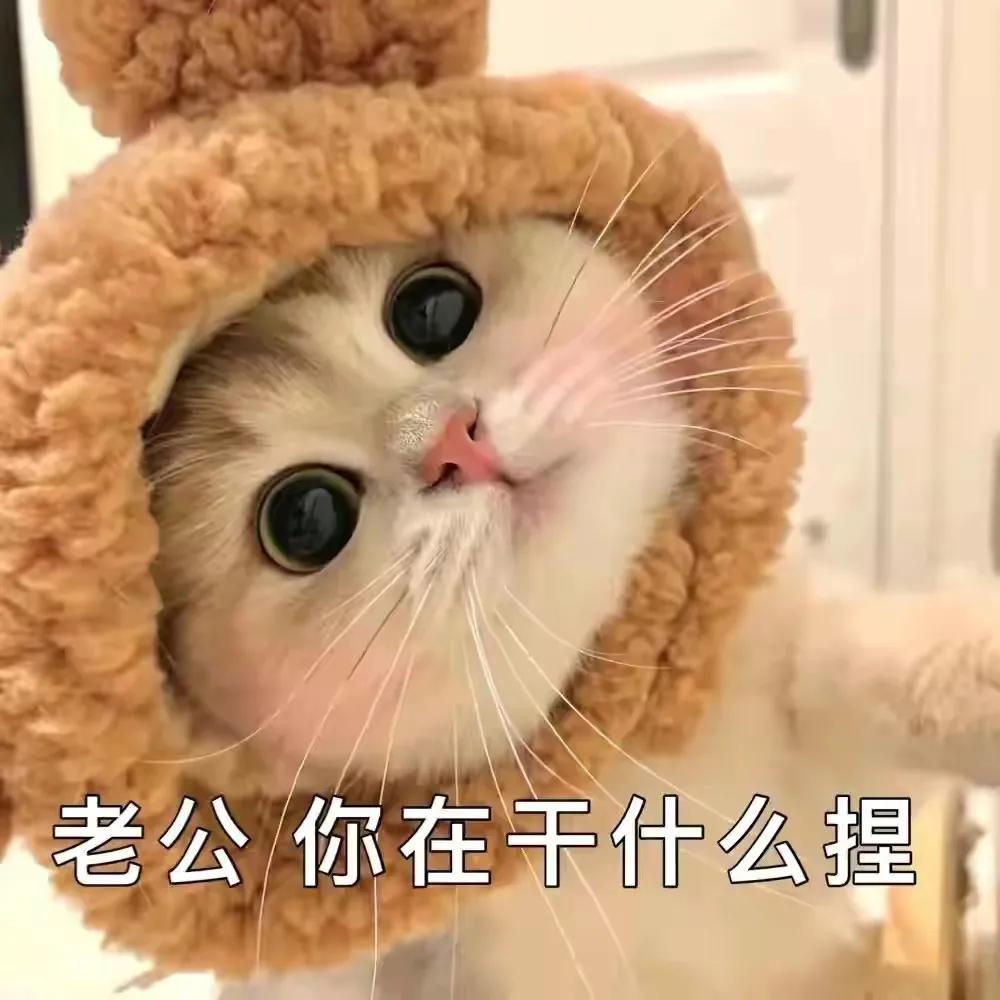 猫咪揣崽了还会想找对象吗？
