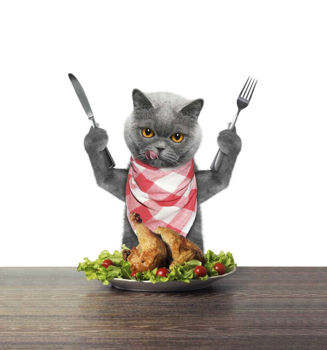 猫咪突然吐黄水可以喝小米粥吗? 猫咪突然吐黄水可以喝小米粥吗?