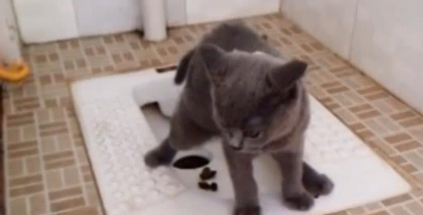 猫咪为啥总爱在厕所蹲坑?这5个秘密铲屎官必须知道 猫咪为啥总爱在厕所蹲坑?这5个秘密铲屎官必须知道