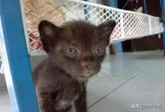 新手养猫需要避开哪些隐形大坑？