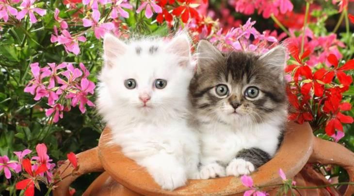 给猫放音乐到底有没有用? 给猫放音乐到底有没有用?