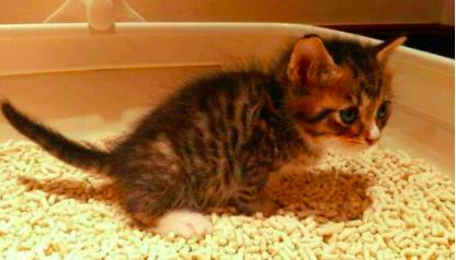 你家猫主子每天拉几次粑粑才算正常? 你家猫主子每天拉几次粑粑才算正常?