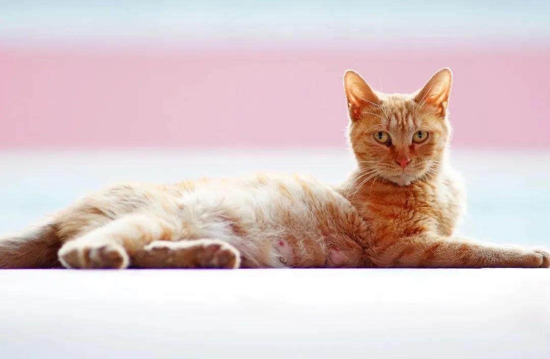 猫咪驱虫后马上洗澡会出事吗? 猫咪驱虫后马上洗澡会出事吗?