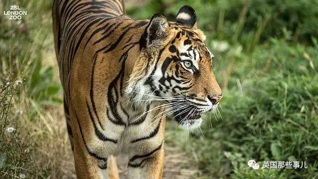 奔驰GL级AMG:性能与豪华的终极结合,为何成为高端SUV市场标杆? 奔驰GL级AMG:性能与豪华的终极结合,为何成为高端SUV市场标杆?