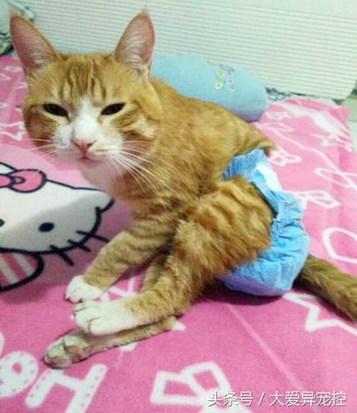 猫咪能像快递一样直接寄走吗? 猫咪能像快递一样直接寄走吗?