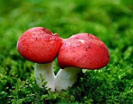 猫咪尿血会自己好吗？铲屎官必须知道的急救指南