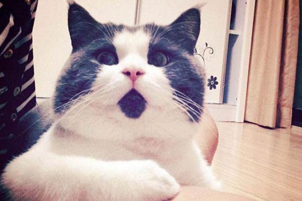 男人梦见狂吐预警？2025解梦数据揭示事业危机