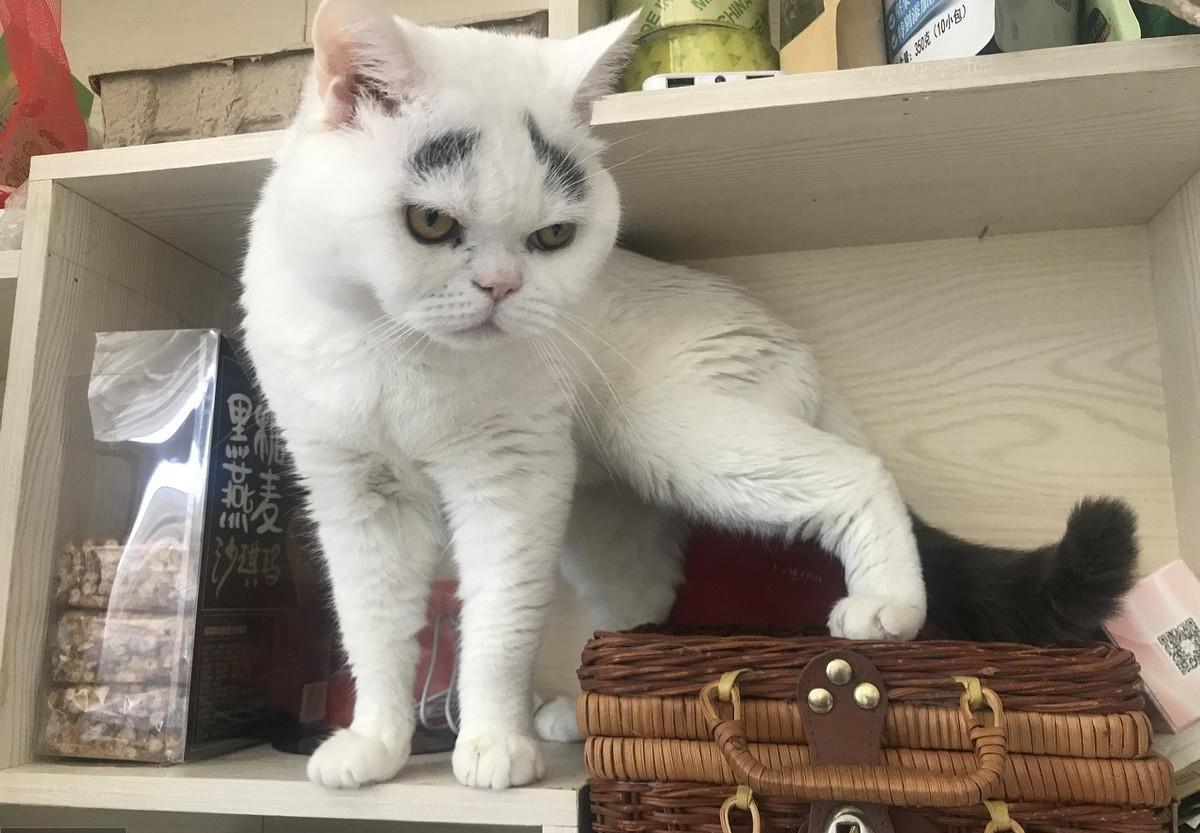 猫咪掉毛掉到怀疑人生？这毛到底该怎么收拾啊！