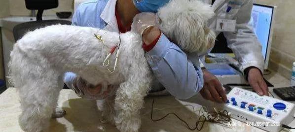 你家猫主子真的在哭吗？