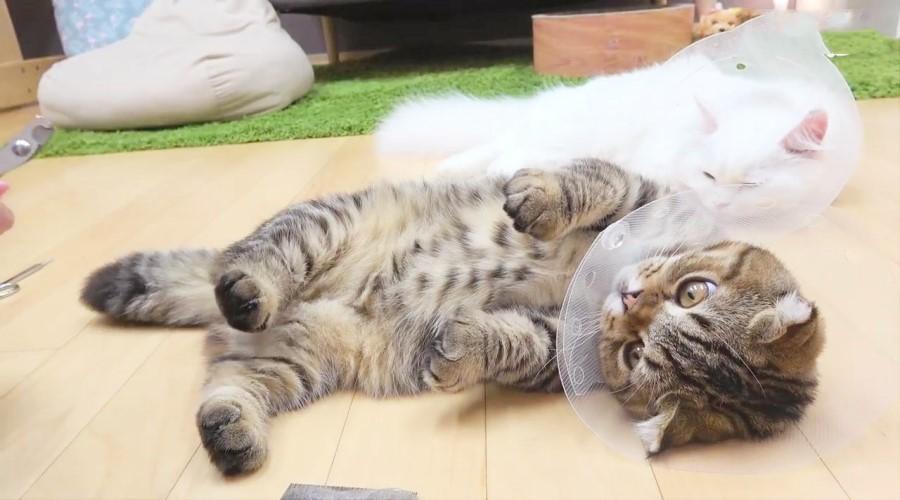 为什么你家猫总把死老鼠放你枕头下？