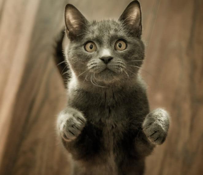 猫咪肉垫发黑就是生病了吗？