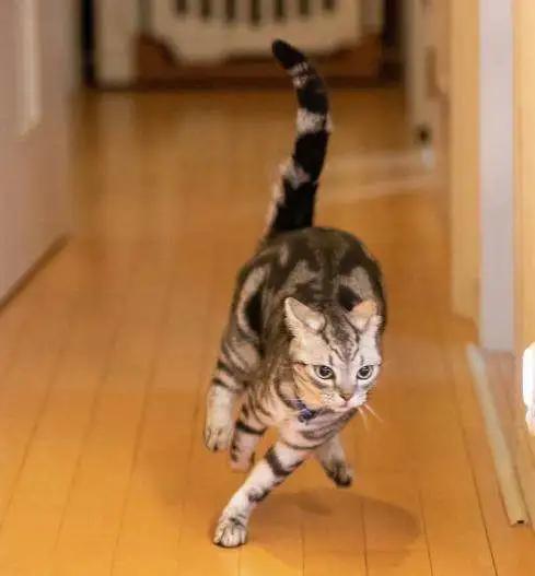 为什么你的猫总在凌晨三点蹦迪? 为什么你的猫总在凌晨三点蹦迪?