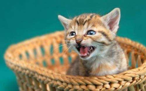 斯柯达野帝真的能让新手小白少走弯路吗？