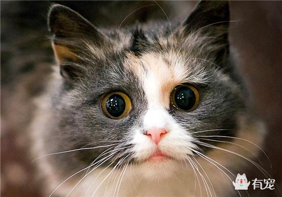 第一次养猫怎样才能不手忙脚乱? 第一次养猫怎样才能不手忙脚乱?