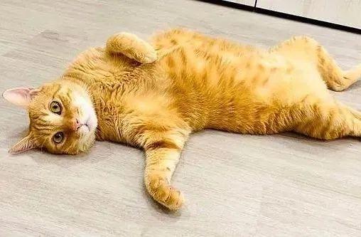 进口丰田兰德酷路泽到底值不值得买? 进口丰田兰德酷路泽到底值不值得买?