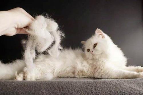 猫咪掉毛掉到怀疑人生？这毛到底该怎么收拾啊！