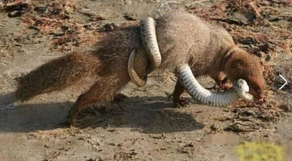 丰田Chaser：低调性能车的天花板，为何成为JDM玩家终极梦想？