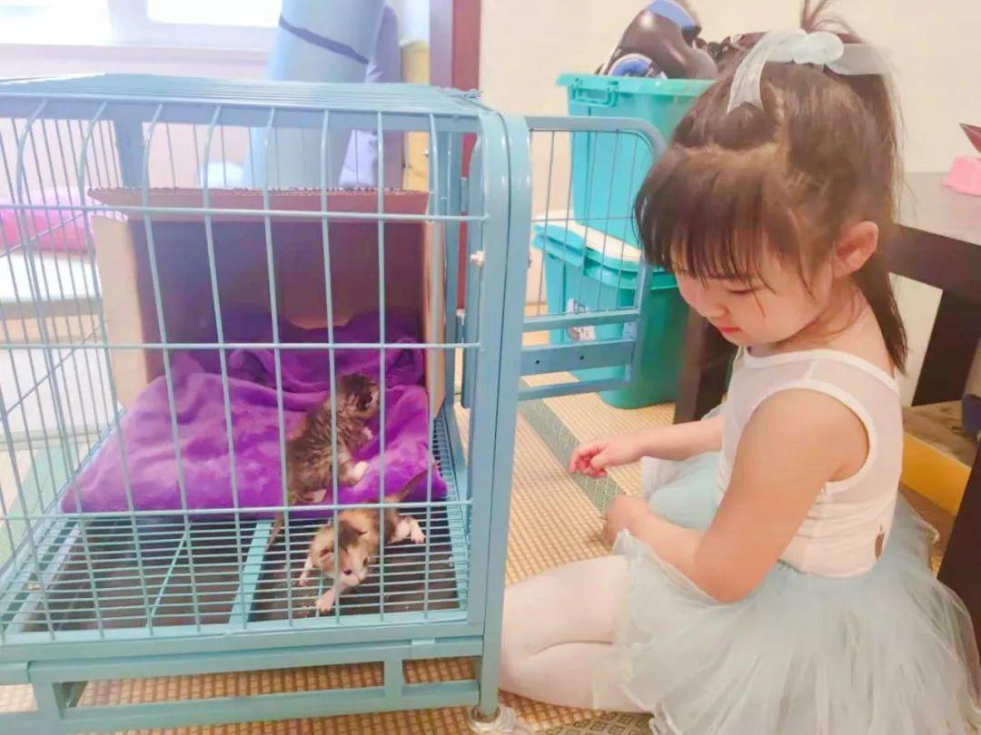 第一次领养猫咪会遇到哪些坑？