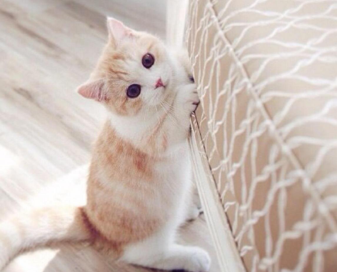 你家猫主子今天吃够了吗？