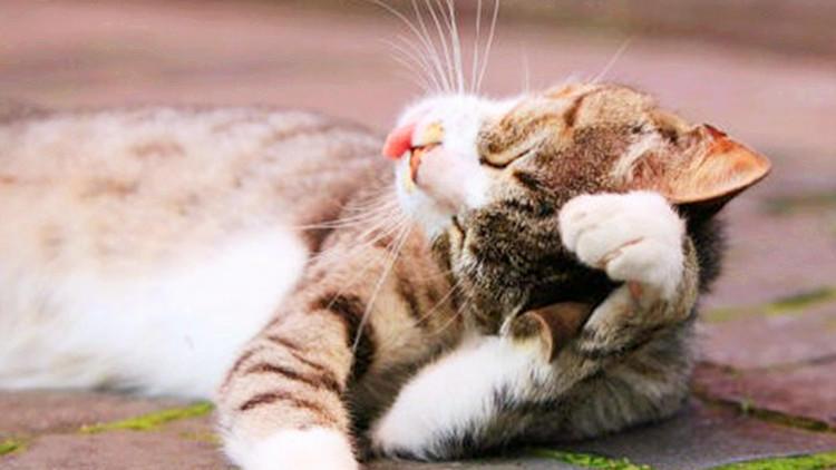 猫咪受伤了铲屎官该不该慌？