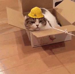 主子疯狂啃纸箱是饿疯了还是犯傻？