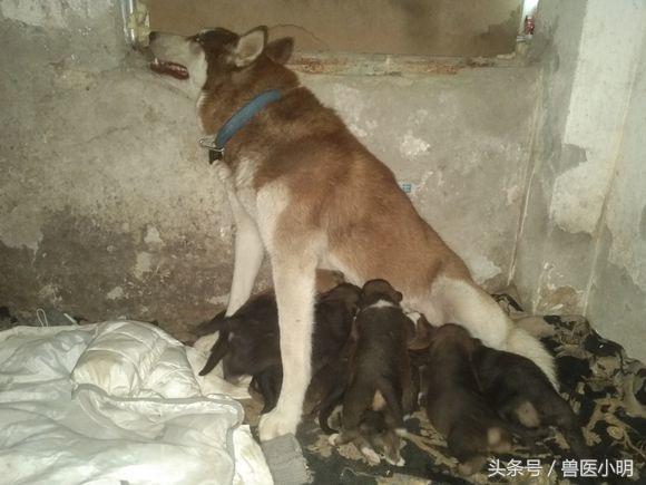 猫咪发情乱叫怎么办？新手必看的避孕指南