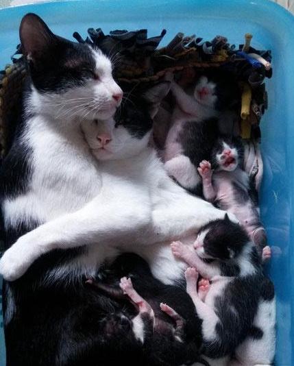 猫咪生产需要多久？新手必看的接生全流程攻略