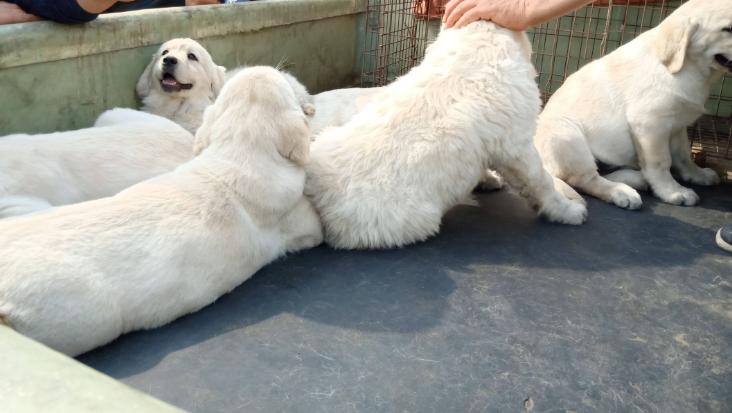 梦见给老婆打针的深层心理暗示与科学化解方法