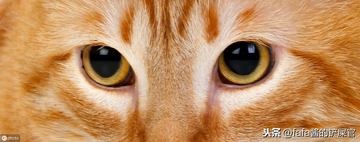 猫咪睡觉呼噜声太大是生病了吗？