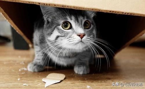 你家主子最近为啥总躲着你？