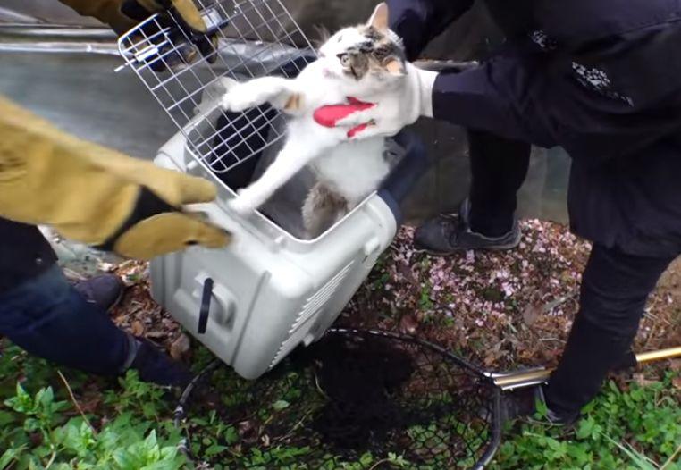 猫咪嘴巴溃烂流口水？新手必看急救指南！