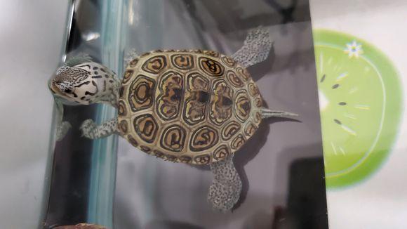 北美华人论坛里为什么总有人讨论「龟头」？