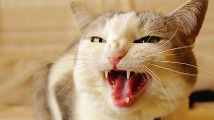 刚来纽约两眼一抹黑？华人论坛到底怎么用？