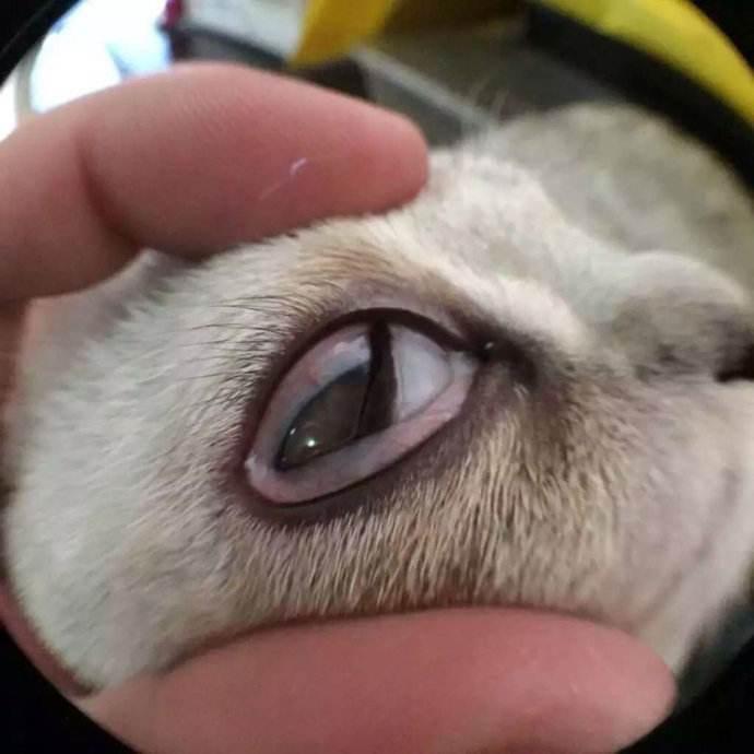 猫咪眼睛红肿流眼泪是得了结膜炎吗? 猫咪眼睛红肿流眼泪是得了结膜炎吗?