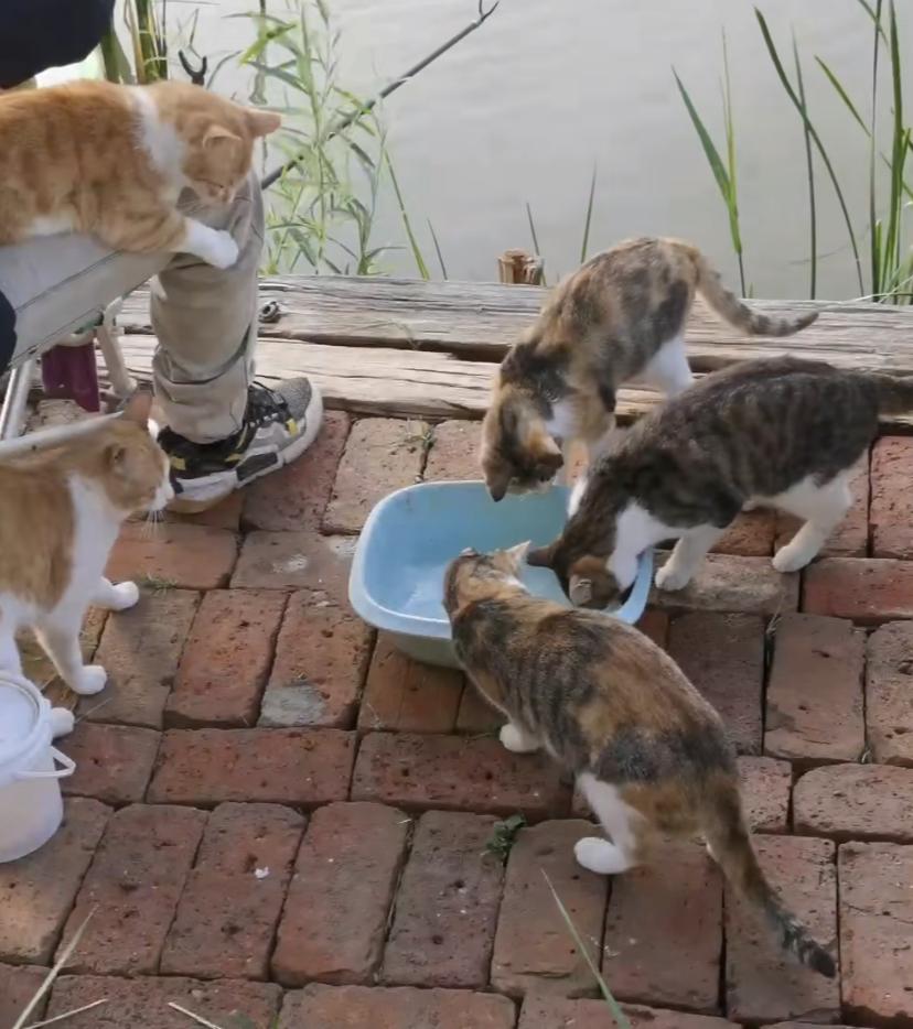 猫咪半夜嚎个不停到底想干嘛? 猫咪半夜嚎个不停到底想干嘛?