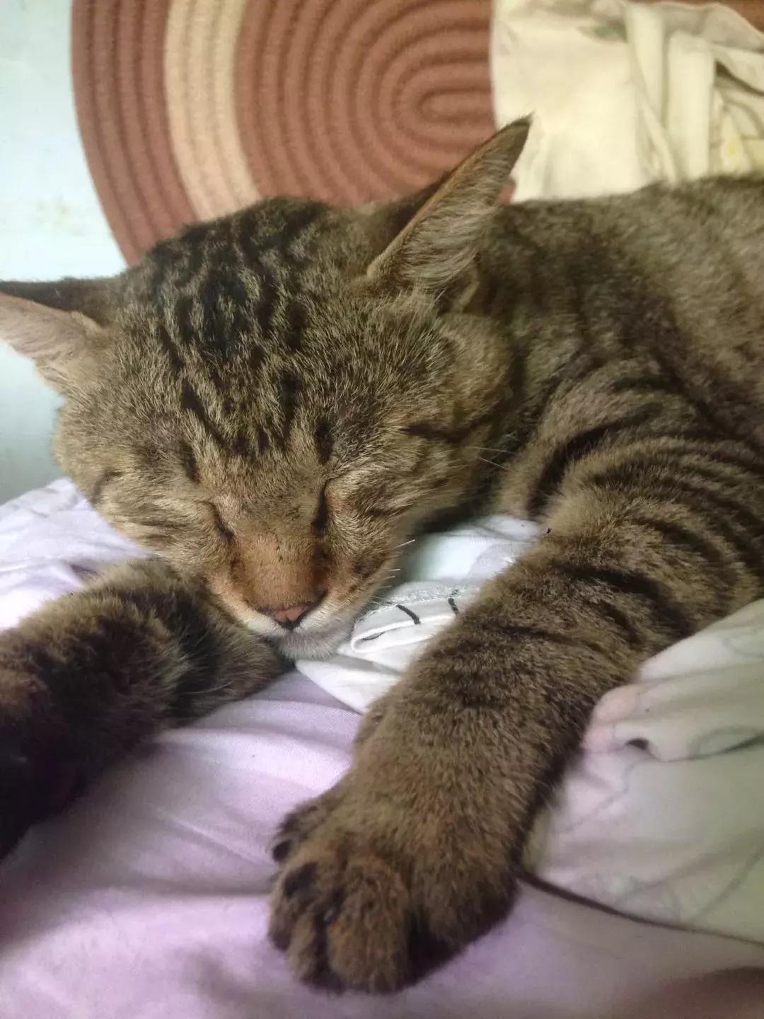 三个月大的小猫每天该喂多少粒猫粮? 三个月大的小猫每天该喂多少粒猫粮?