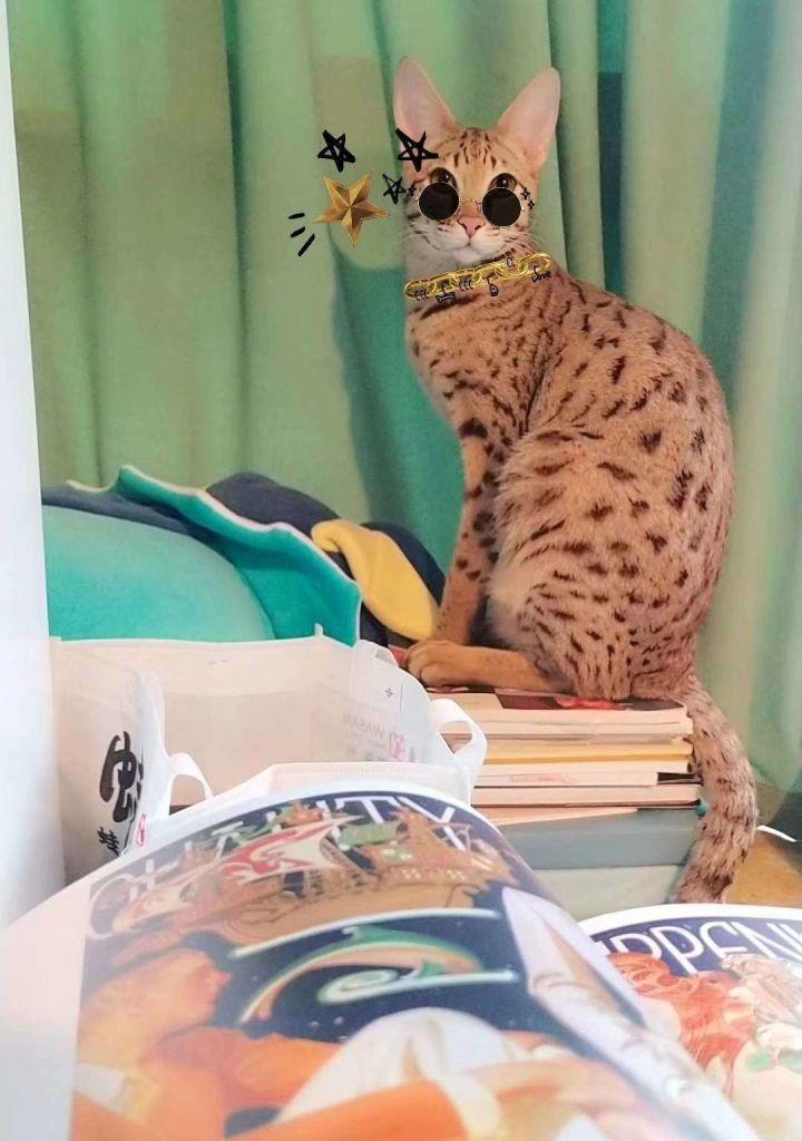 猫咪半夜嚎个不停到底想干嘛? 猫咪半夜嚎个不停到底想干嘛?