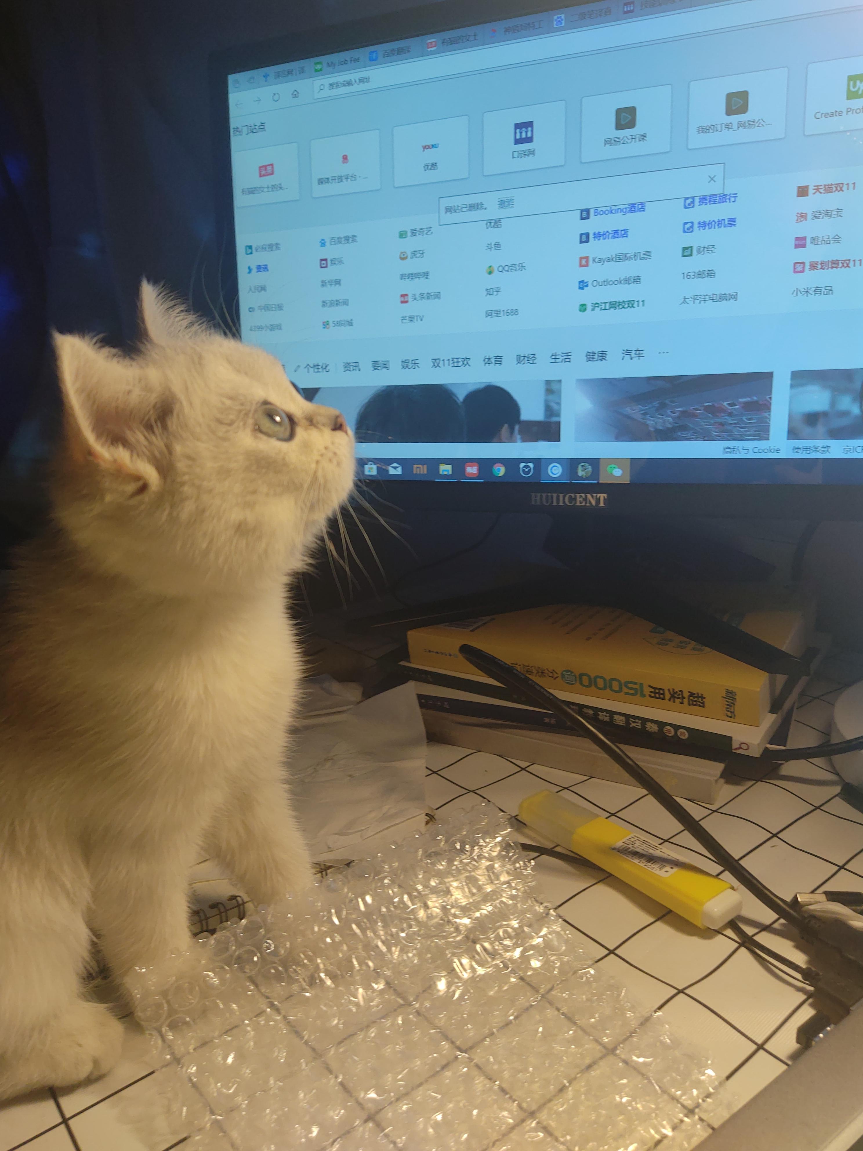 猫咪为什么总爱啃你头发？