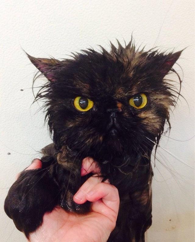 猫咪炸毛时该摸还是装傻？