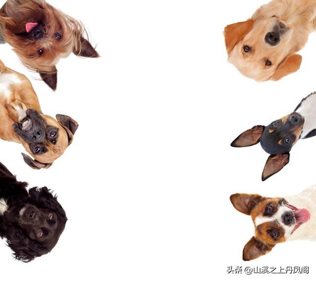 给猫打狂犬疫苗要花多少钱？