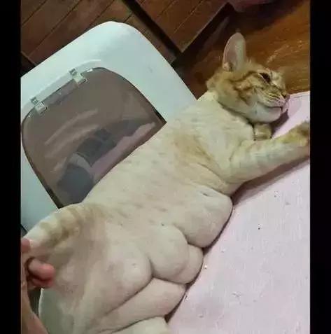 给猫穿衣服会害了它们吗? 给猫穿衣服会害了它们吗?