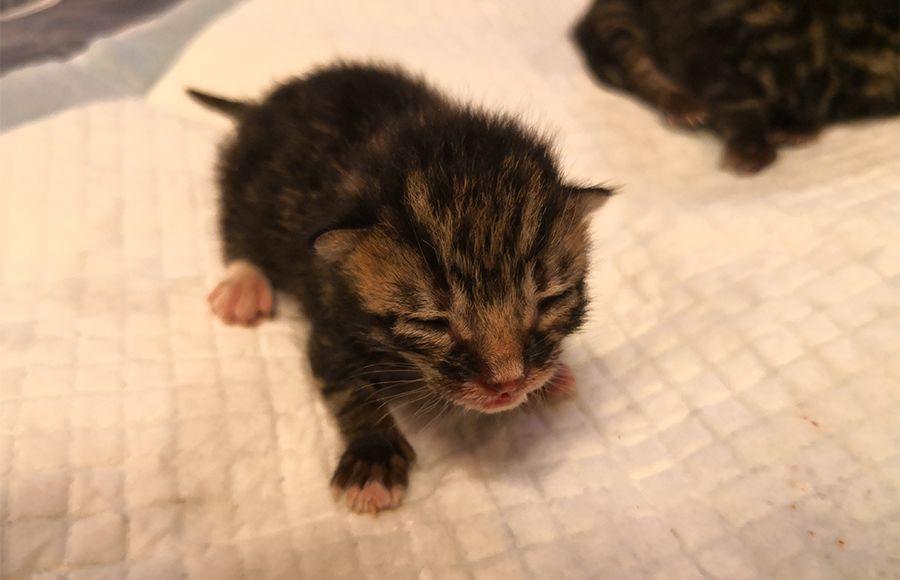 猫咪突然不干饭了？这份急救指南能救急吗？