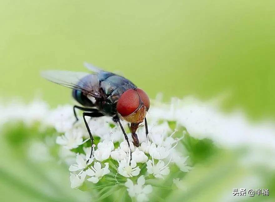刚来卧龙岗生活像无头苍蝇？这个华人论坛怎么用才不踩坑？