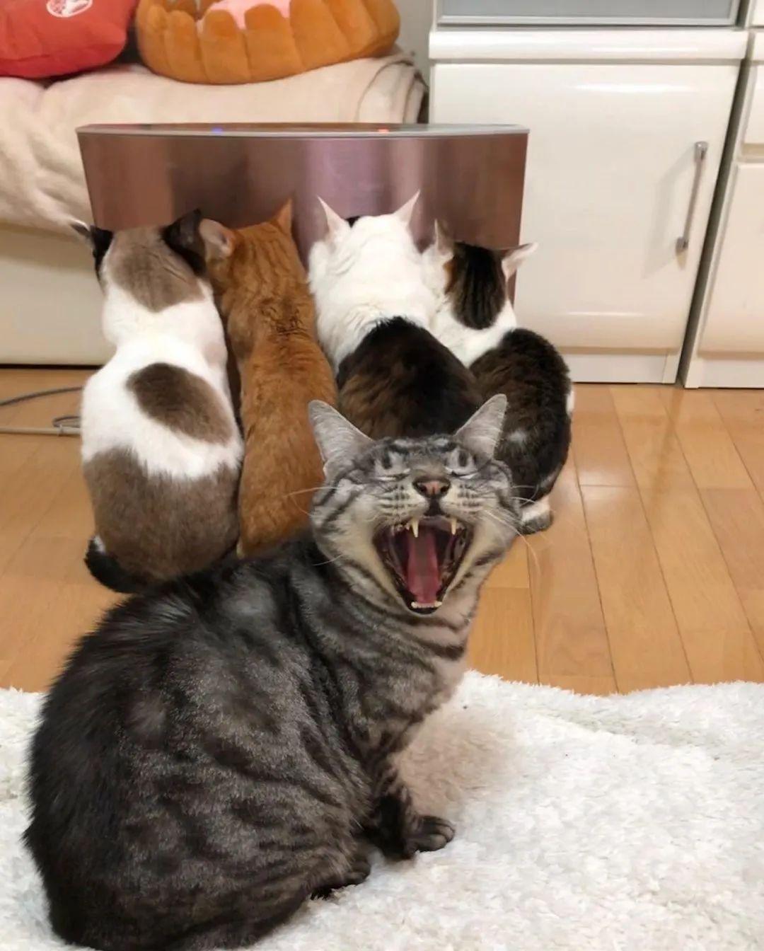 手机里缺了这款吸猫神器吗？