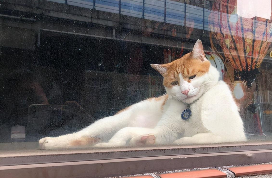 猫咪1岁等于人类几岁？答案跟你想的完全不一样！